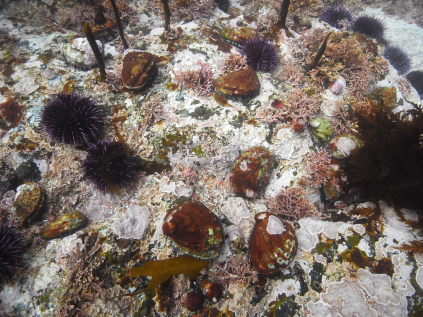Northern abalone in an urchin barren in Gwaii Haanas National Marine Conservation Area Reserve and Haida Heritage Site